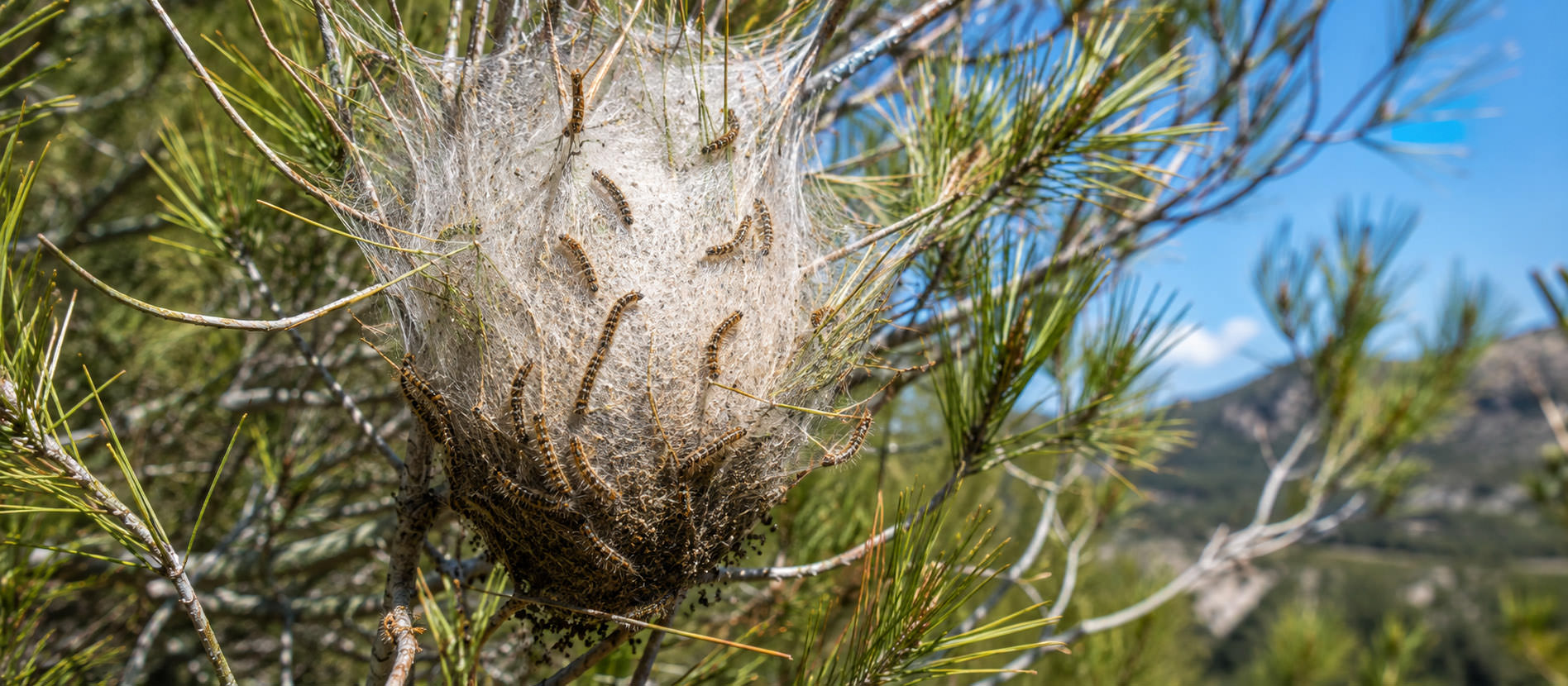 Nid de chenilles processionnaires dans un pin en PACA